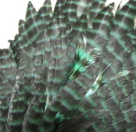 ������� ���� Hen feathers ������ ���� ������ (kelly green) dry wet